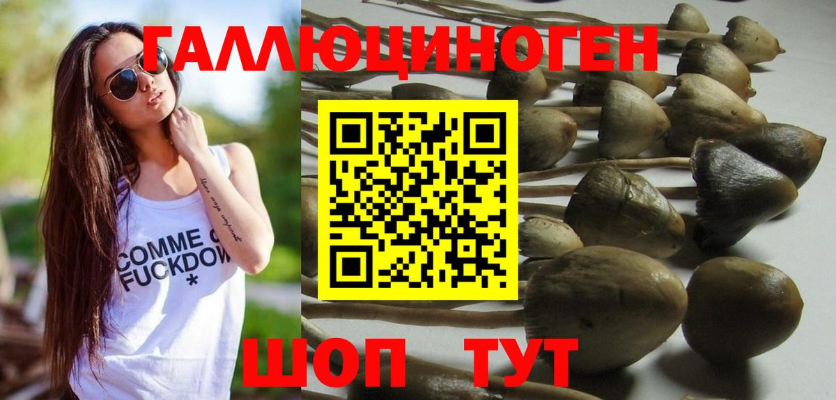 Псилоцибиновые грибы Psilocybine cubensis Богданович